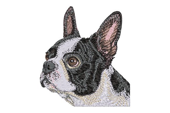 Boston Terrier